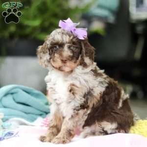 Bailey, Mini Goldendoodle Puppy